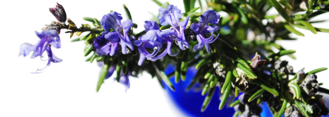 天然エッセンシャルオイルの心地良いアロマ空間を　もっと身近に　もっと手軽に