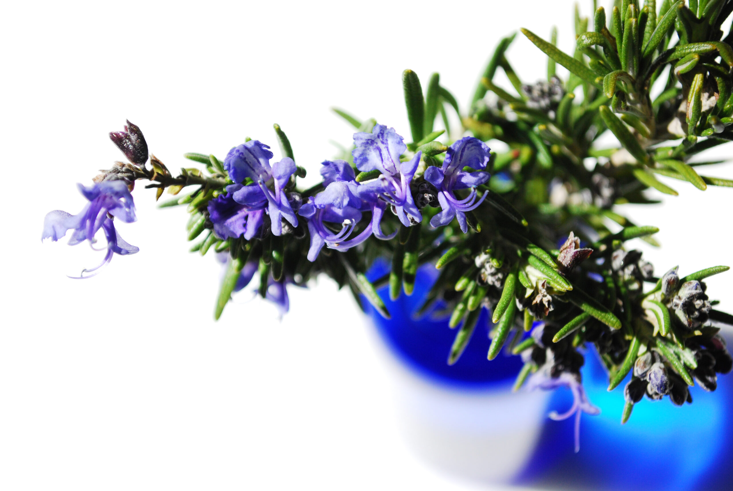 天然エッセンシャルオイルの心地良いアロマ空間を　もっと身近に　もっと手軽に