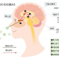 アロマセラピー入門講座❷ ～香りと記憶～