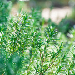 アロマセラピー入門講座❽～葉から抽出される精油～