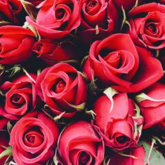 アロマセラピー入門講座❼～花から抽出される精油～