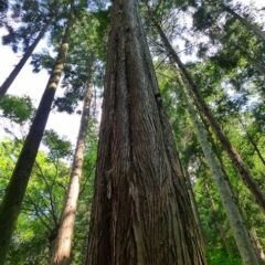 アロマセラピー入門講座❾～木部から採られる精油～