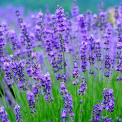 アロマセラピー入門講座❿～花と葉から採られる精油～