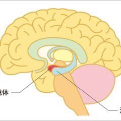 アロマセラピー入門講座❸～海馬と扁桃体～