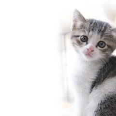 「猫にアロマはダメ？」について