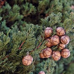 アロマセラピー入門講座⓭～種子・樹果から採られる精油～